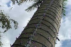 TREE-Z® Wrap - Light Up Naples Royal Palm Tree