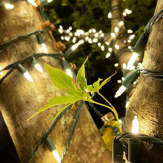 How To Put Christmas Lights On A Tree Outside