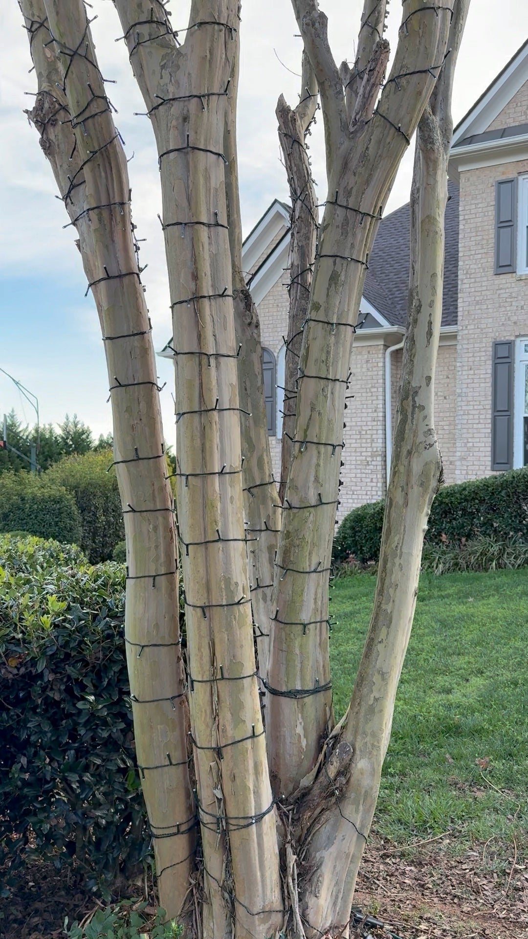 TREE-Z® Wrap 1-2-3 Finished Crepe Myrtle Not Lit Up