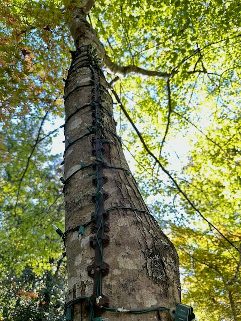 TREE-Z® Wrap - On Tree