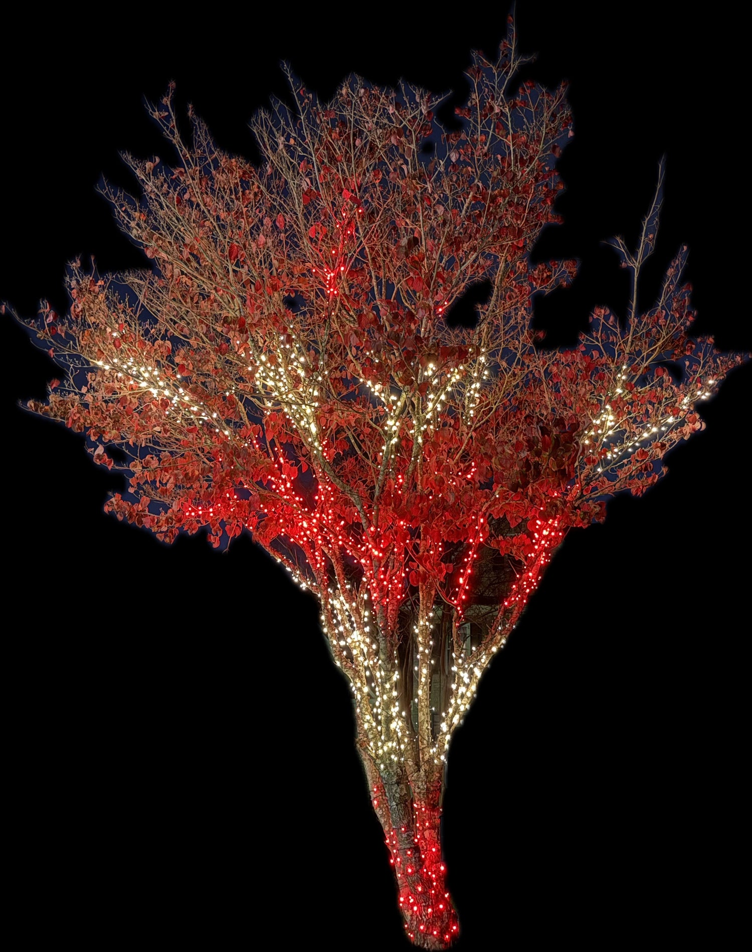 TREE-Z® Wrap BStreet Candy Cane Tree