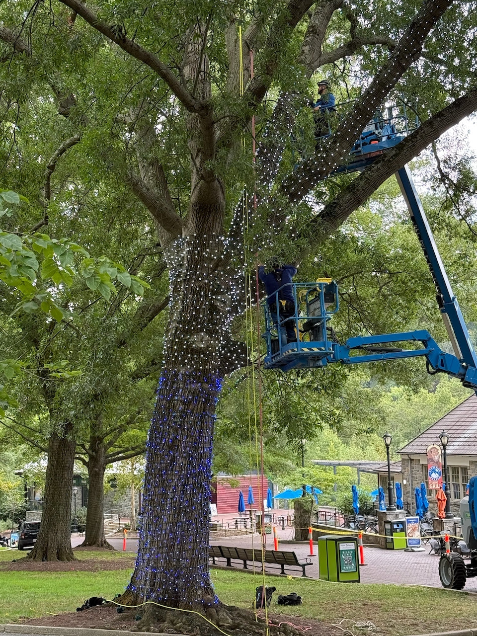 TREE-Z® Wrap - Consistency