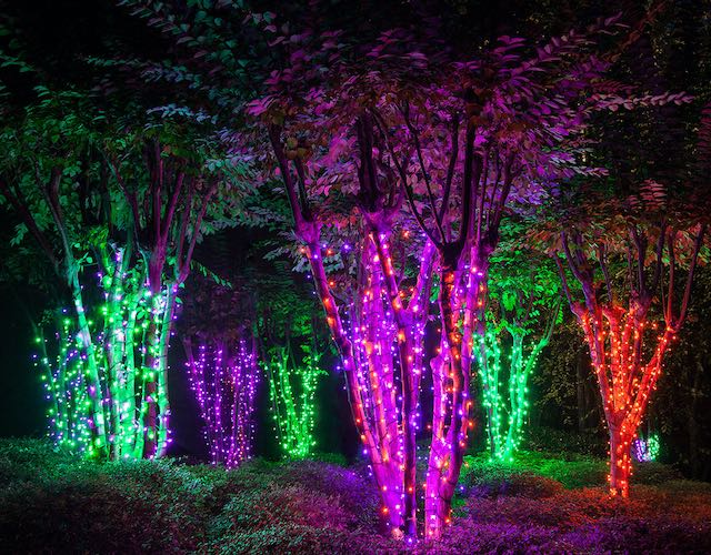TREE-Z® Wrap - Crepe Myrtle Grove