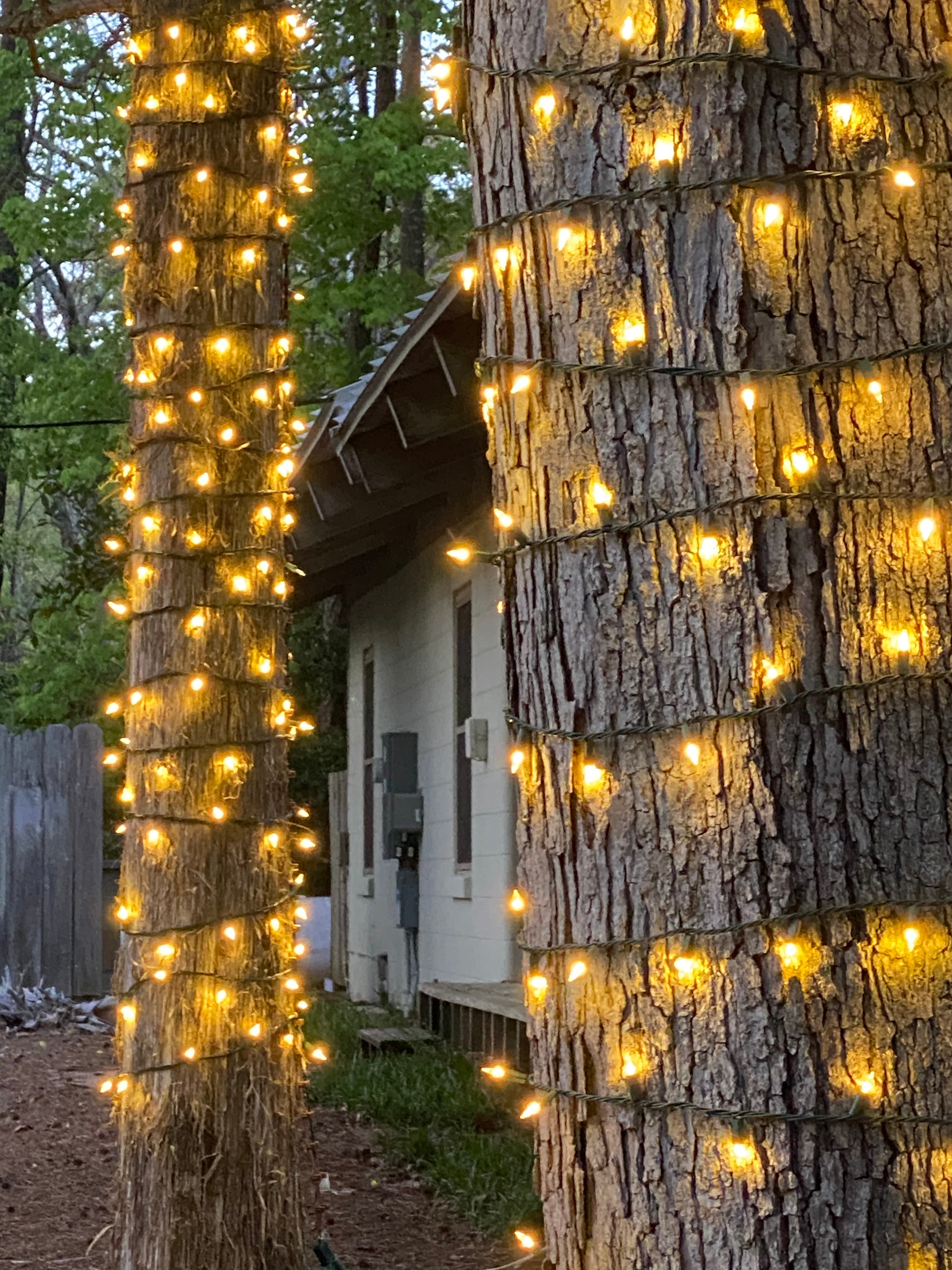 TREE-Z® Wrap Customer Photo