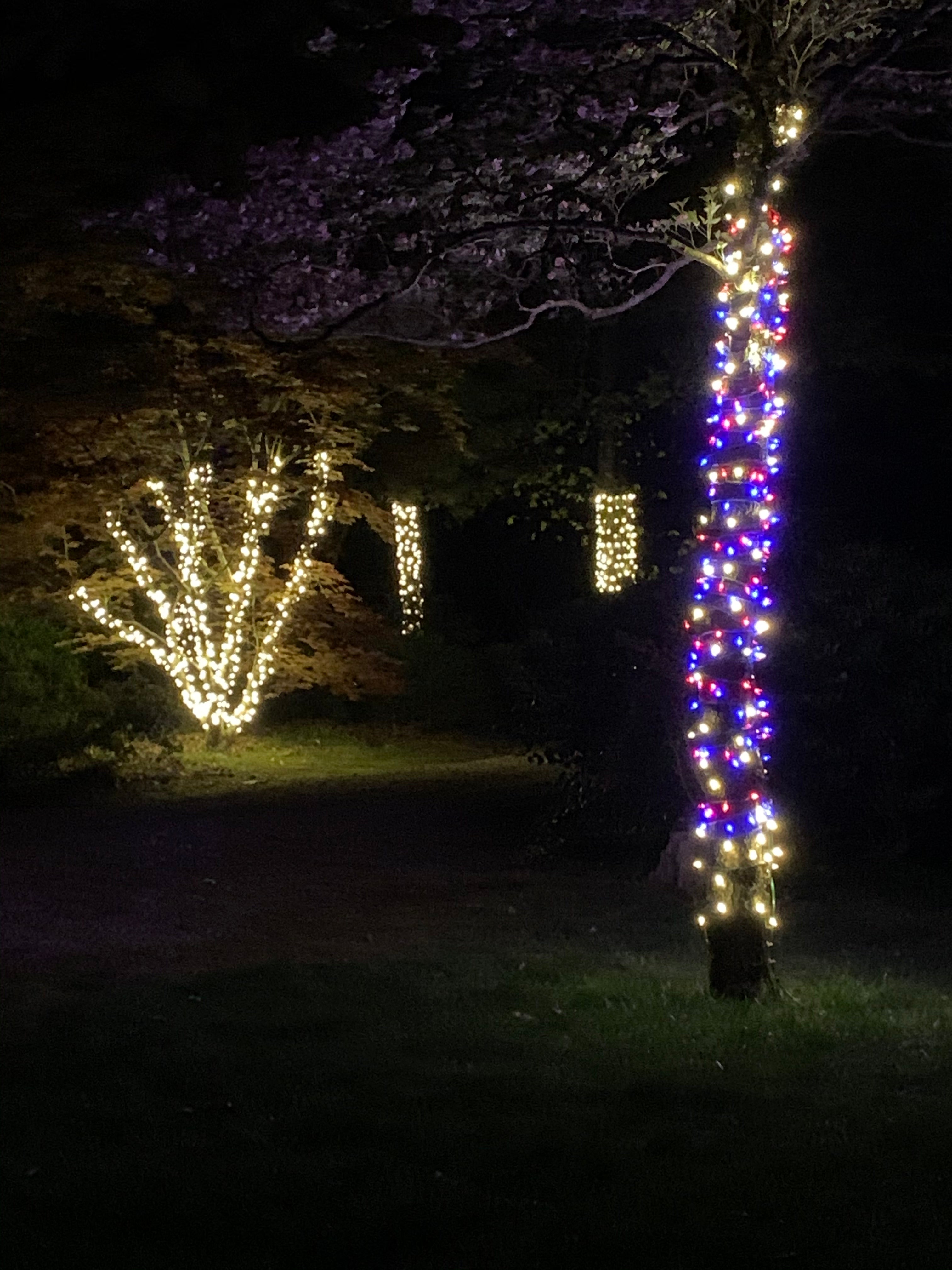 TREE-Z® Wrap Customer Photo