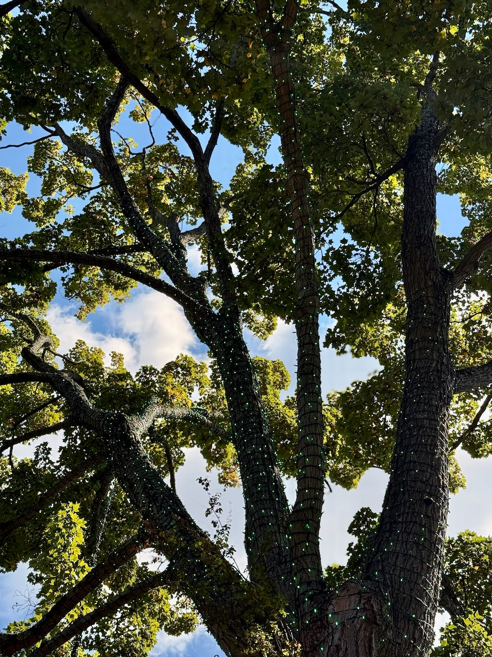 TREE-Z® Wrap - National Zoo Tree