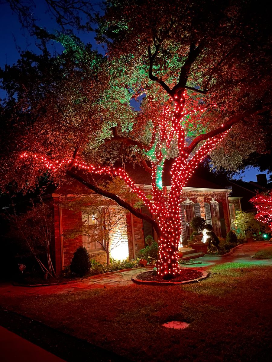 TREE-Z® Wrap - Joel Haliford Photo
