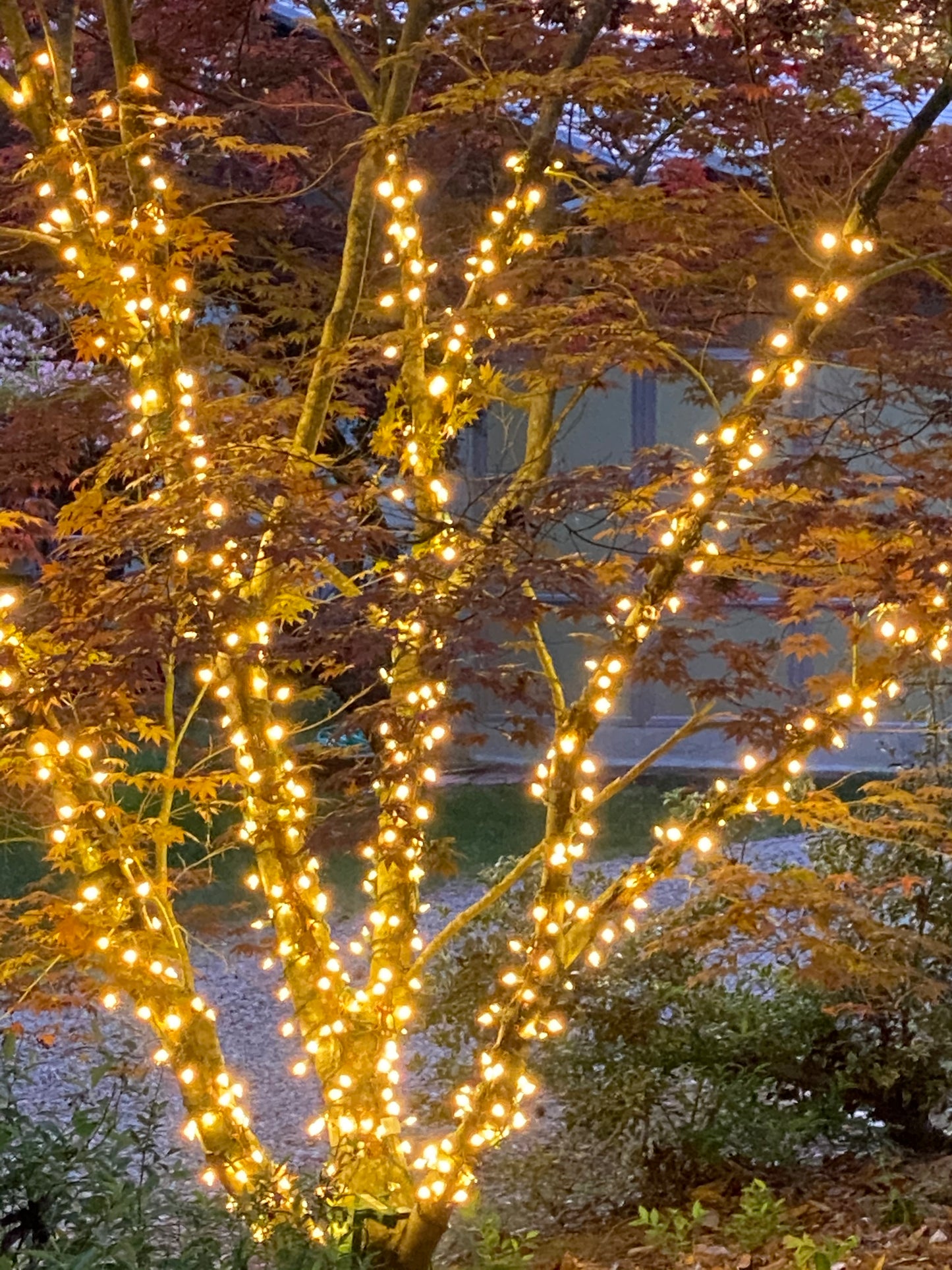 TREE-Z® Wrap Multi Trunk