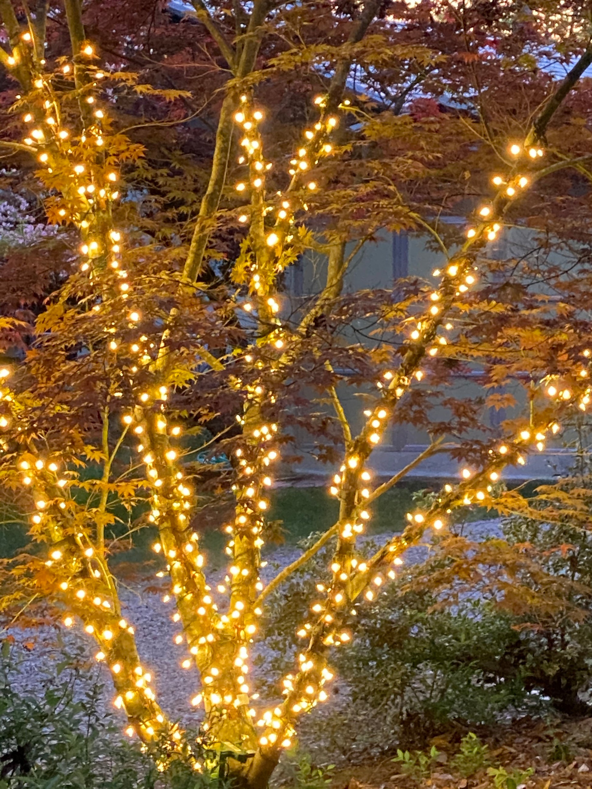 TREE-Z® Wrap Multi Trunk