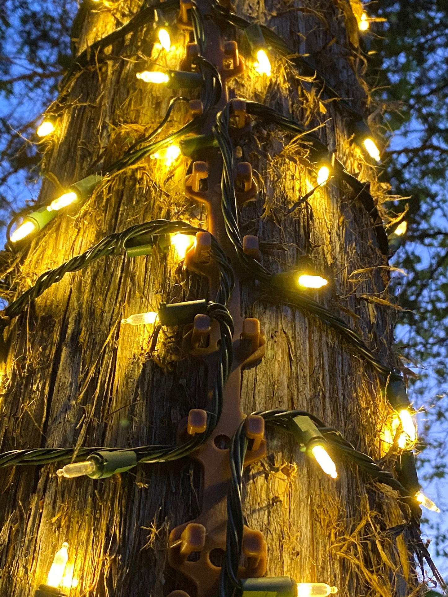 TREE-Z® Wrap on tree trunk with lights lit