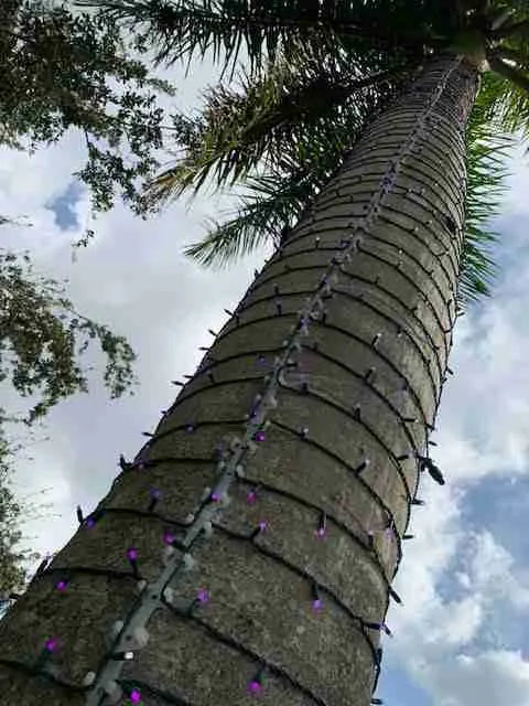 TREE-Z® Wrap - Palm Tree Light Up Naples