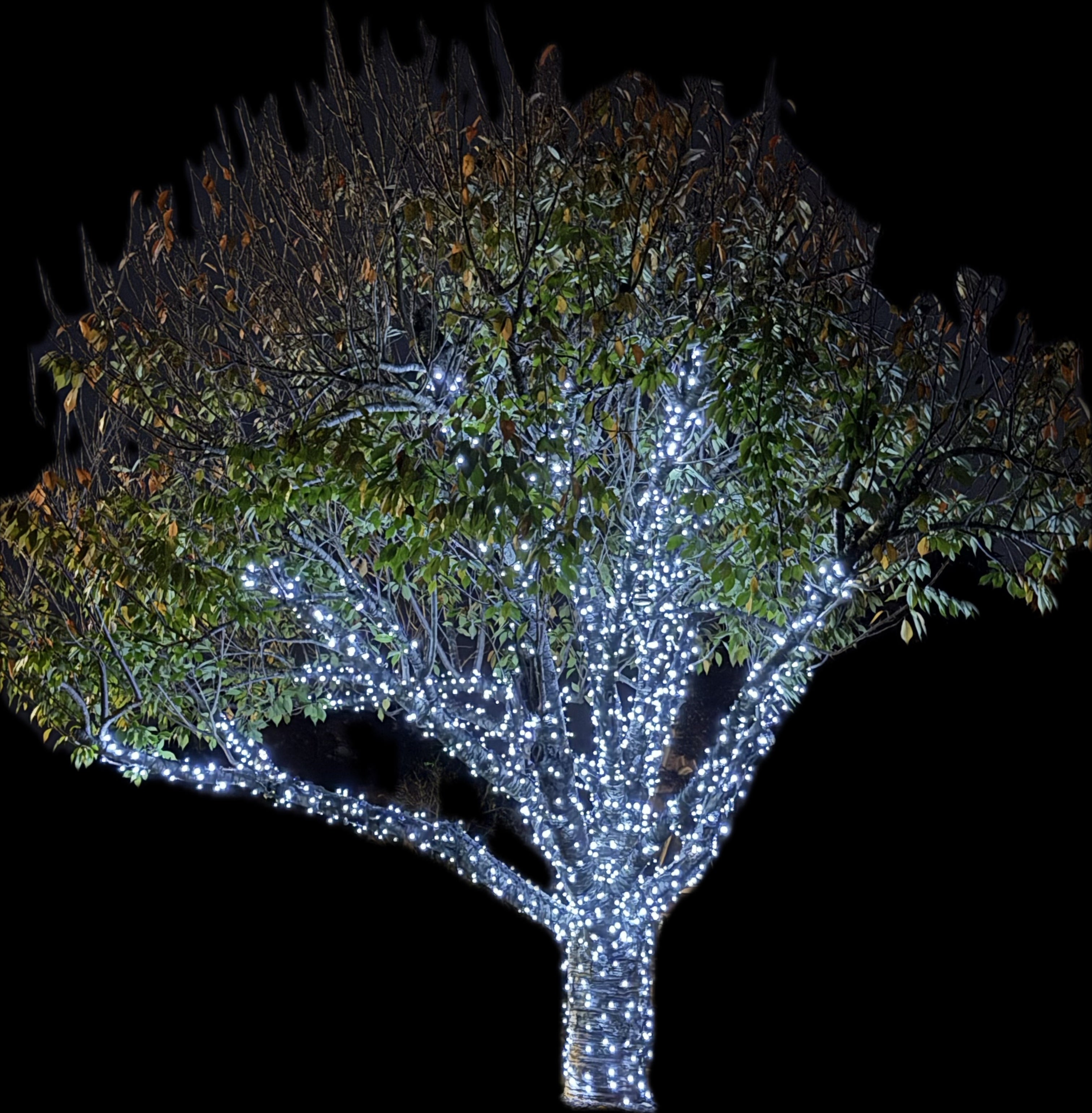 TREE-Z® Wrap - Steves Franken Tree