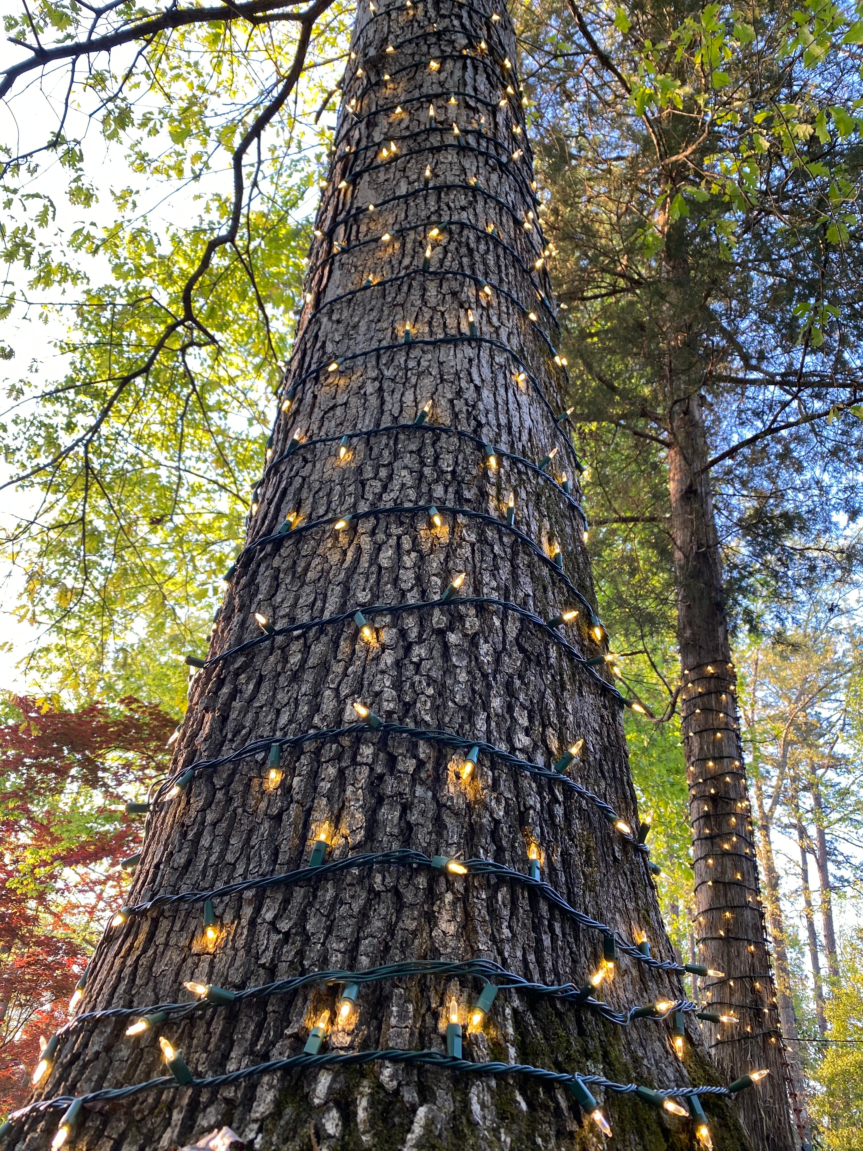 45 Pc XL Pack | TREE-Z® Wrap
